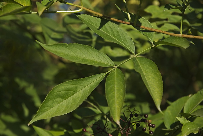 Image of genus Sambucus specimen.