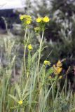 Potentilla longifolia