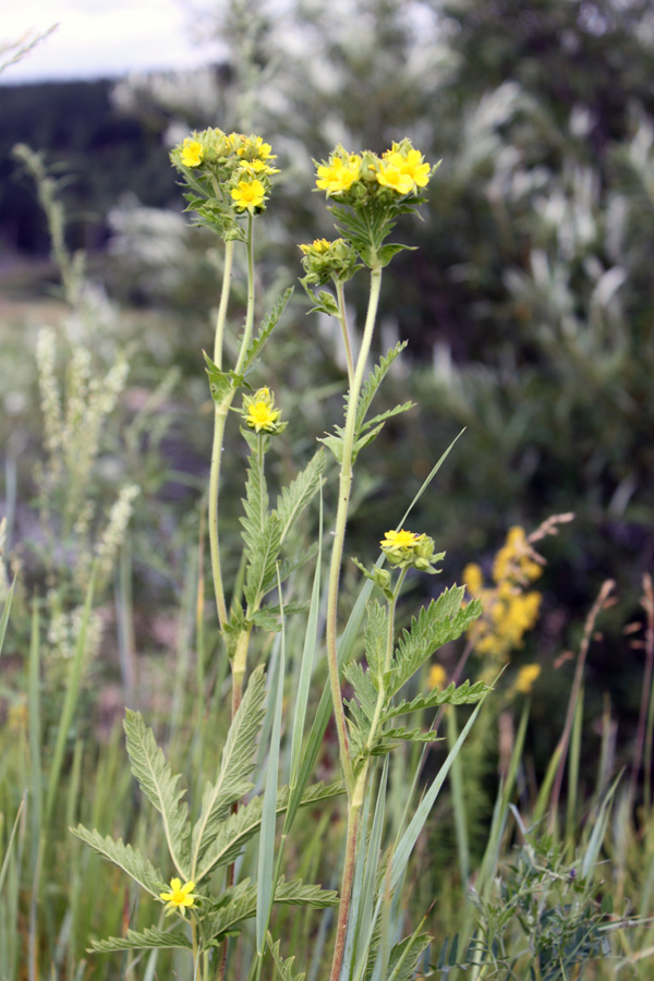 Изображение особи Potentilla longifolia.