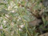 Ziziphora clinopodioides