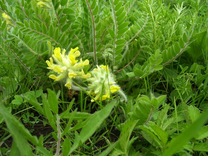 Изображение особи Astragalus dasyanthus.