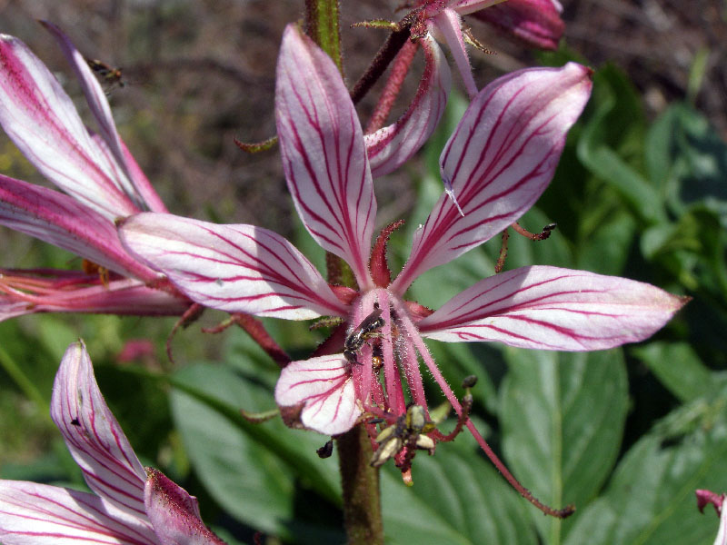 Изображение особи Dictamnus angustifolius.