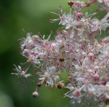 Filipendula glaberrima