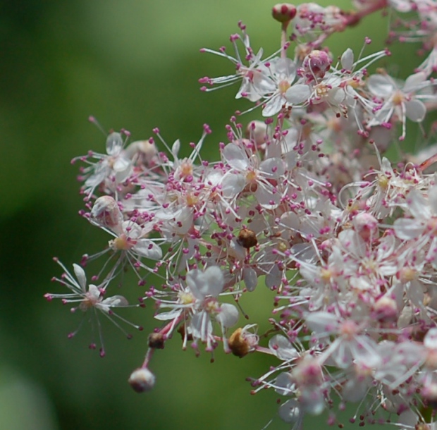 Изображение особи Filipendula glaberrima.