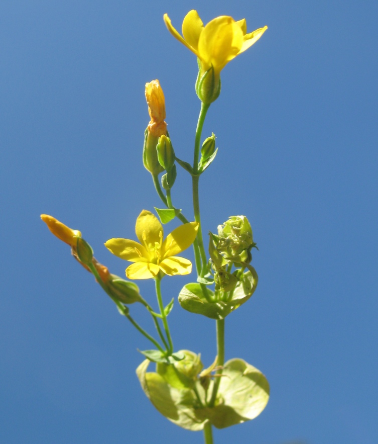 Image of Blackstonia perfoliata specimen.