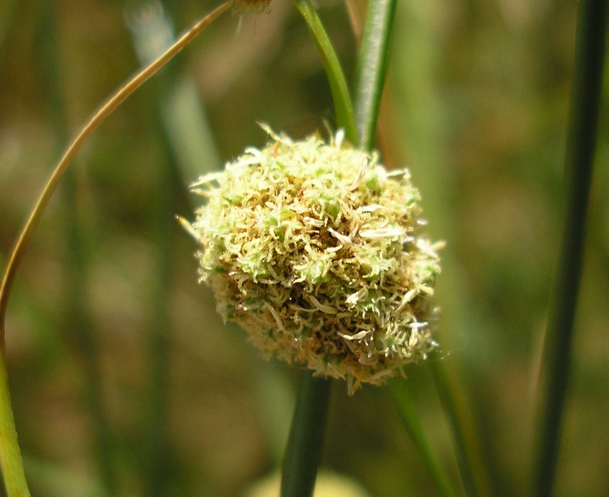 Изображение особи Scirpoides holoschoenus.