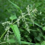 Urtica dioica
