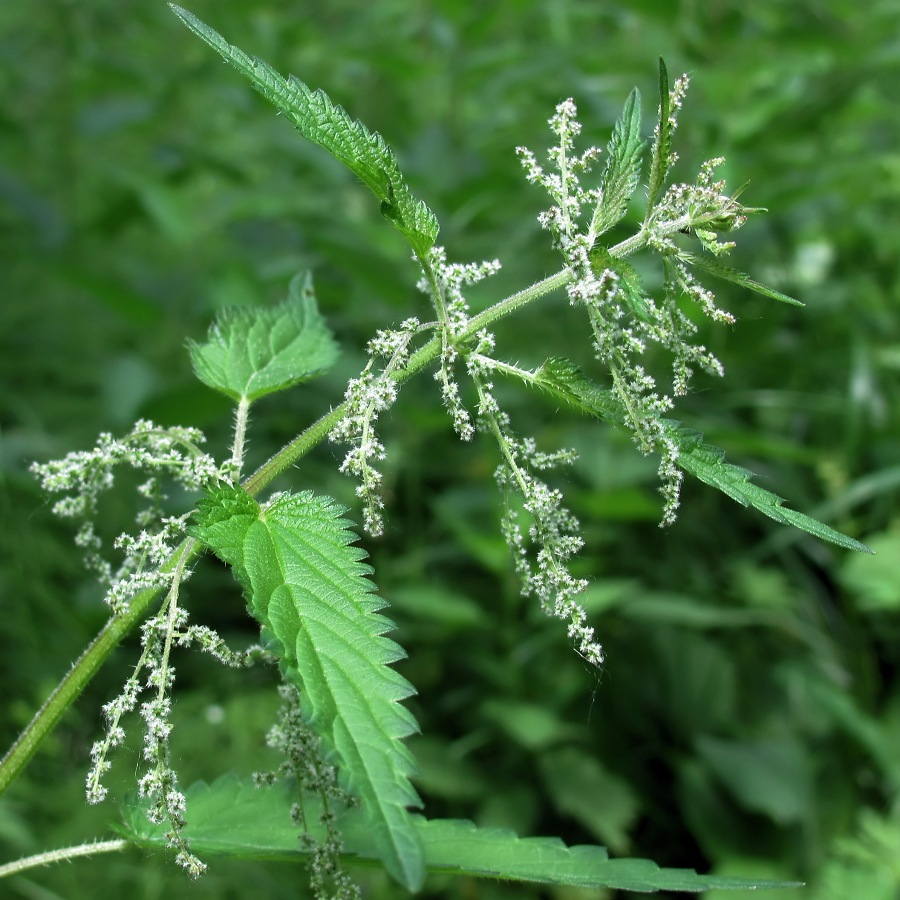 Изображение особи Urtica dioica.