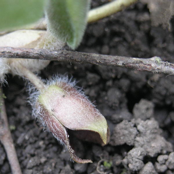 Изображение особи Asarum europaeum.