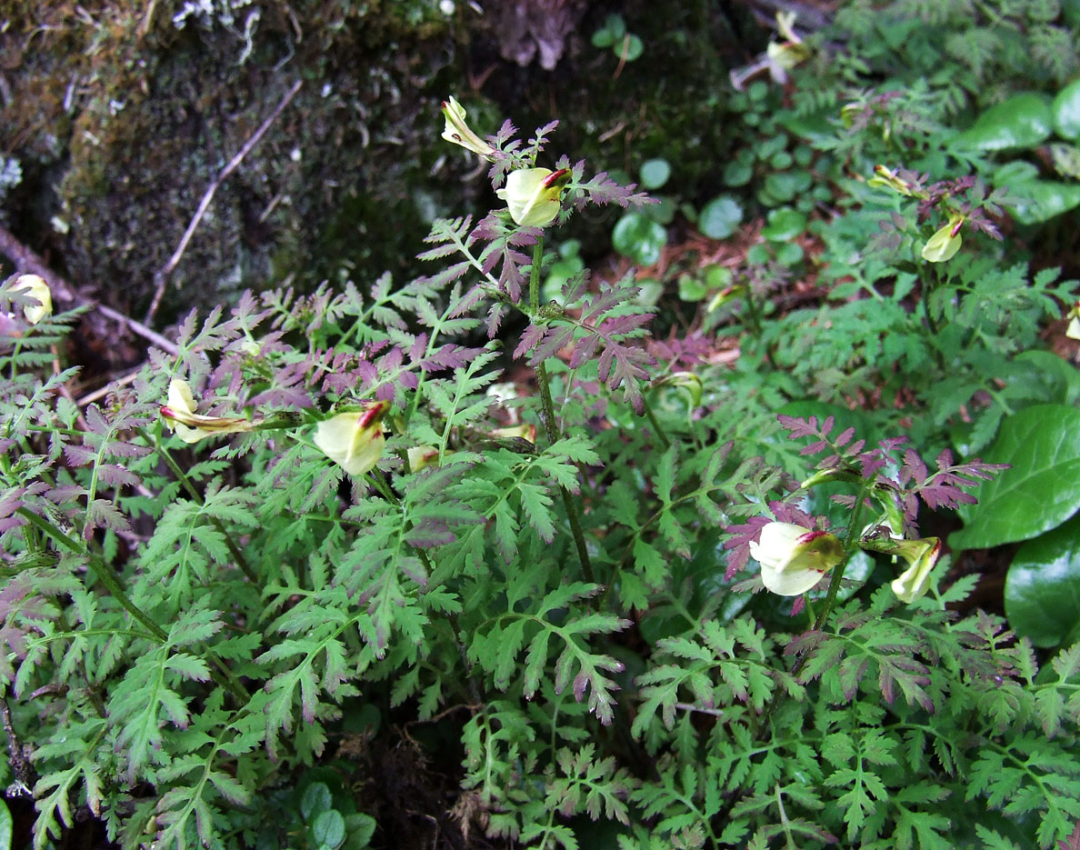 Изображение особи Pedicularis kuznetzovii.