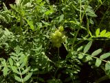 Astragalus cicer. Побег с незрелыми плодами. Курская обл., г. Железногорск, ур. Опажье. 30 июля 2007 г.