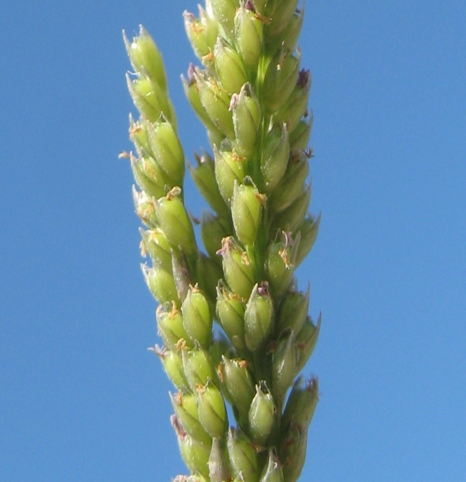 Image of Sporobolus fertilis specimen.