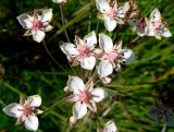 Butomus umbellatus