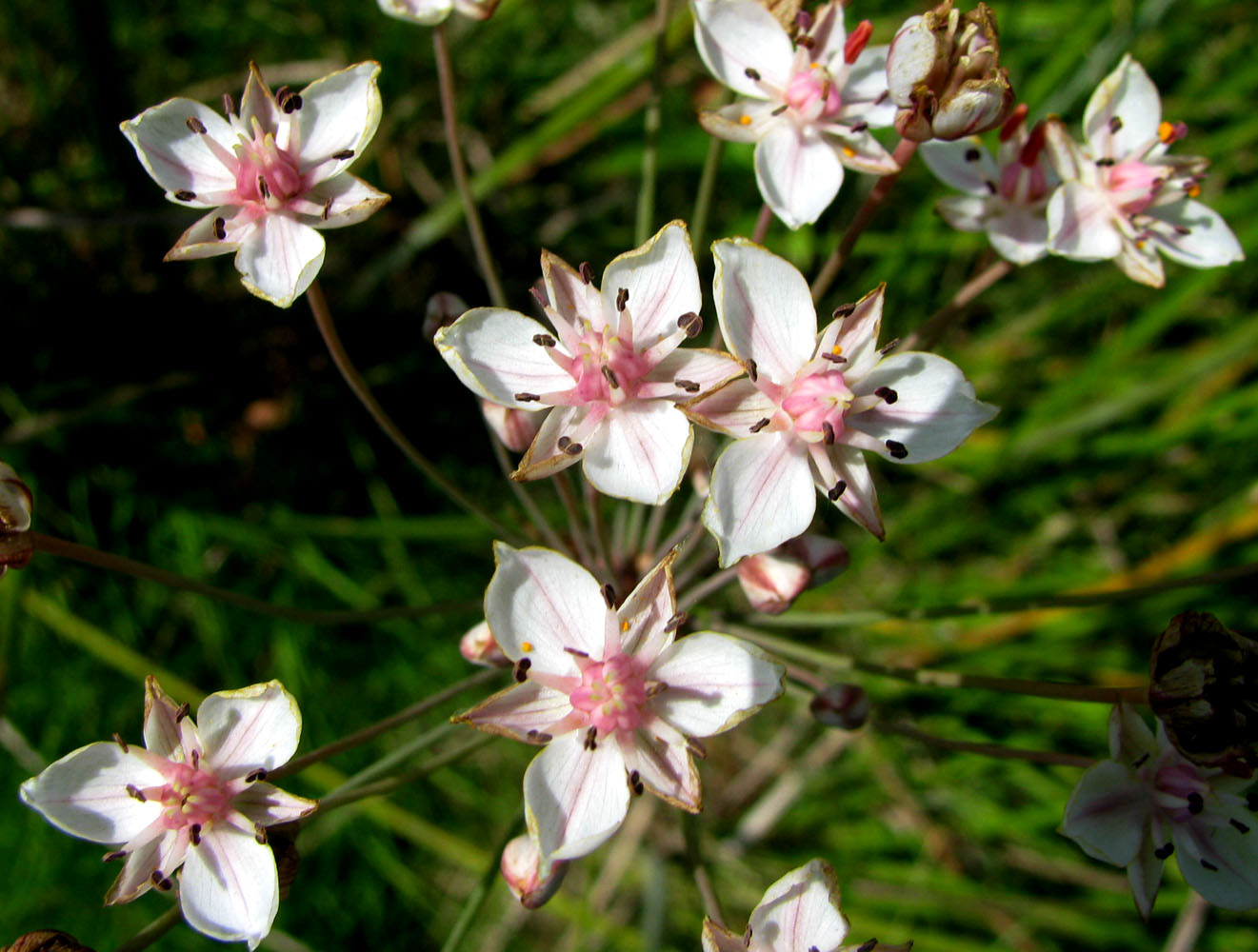 Image of Butomus umbellatus specimen.