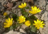 Ficaria calthifolia