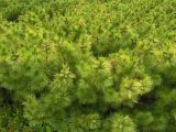 Pinus pumila. Растения с незрелыми шишками. Хабаровский край, Ванинский р-н, гольцовая зона горы Бестак. 06.07.2008.