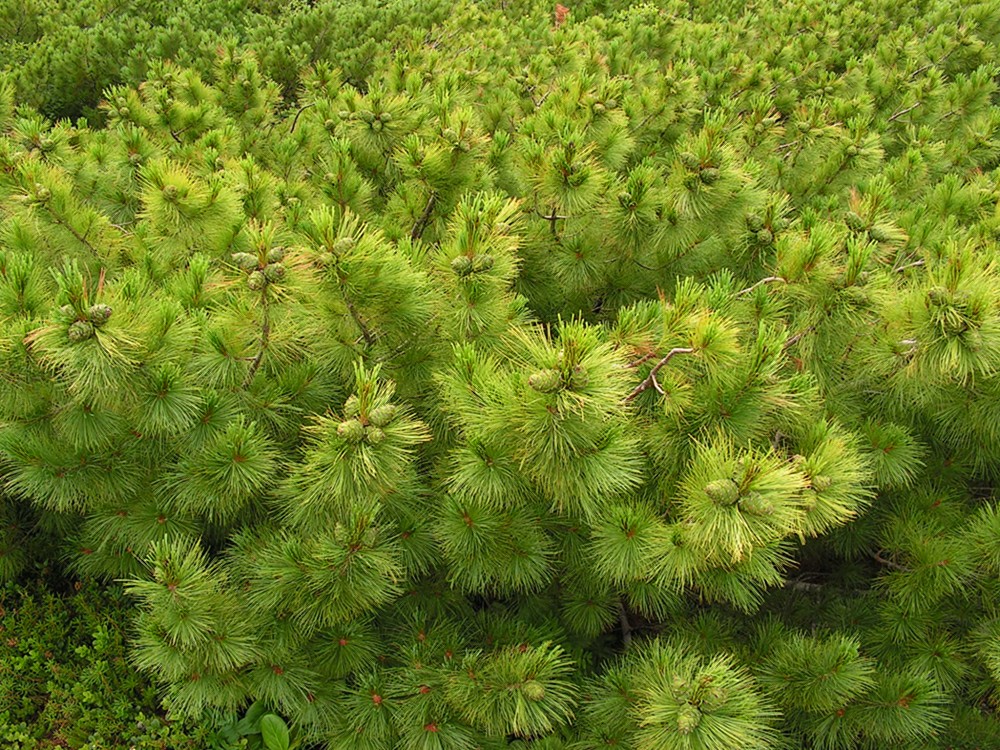 Image of Pinus pumila specimen.