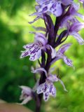 Dactylorhiza fuchsii. Нижняя часть соцветия. Украина, Ивано-Франковская обл., Надворнянский р-н, природный заповедник \"Горганы\", луг на территории усадьбы Горганского лесничества. 20 июня 2011 г.