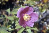 Rosa acicularis. Цветок. Якутия, долина р. Ольчан. 30.06.1984.