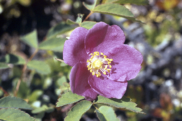 Image of Rosa acicularis specimen.