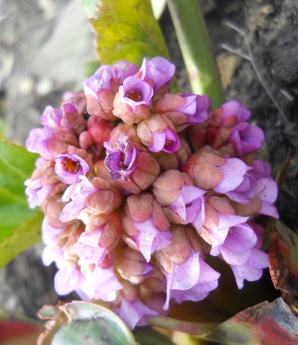 Изображение особи Bergenia crassifolia.