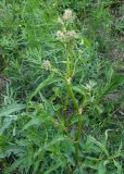 Aconogonon alpinum