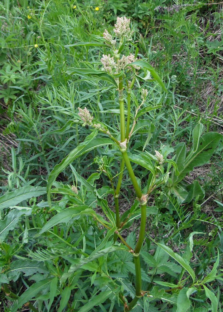 Изображение особи Aconogonon alpinum.