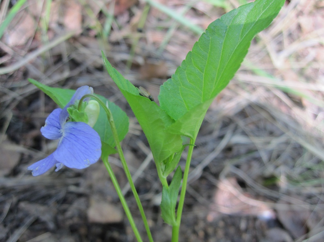 Image of Viola canina specimen.