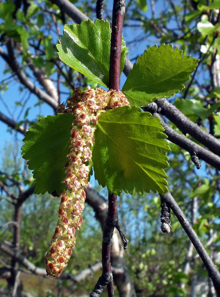 Image of genus Betula specimen.