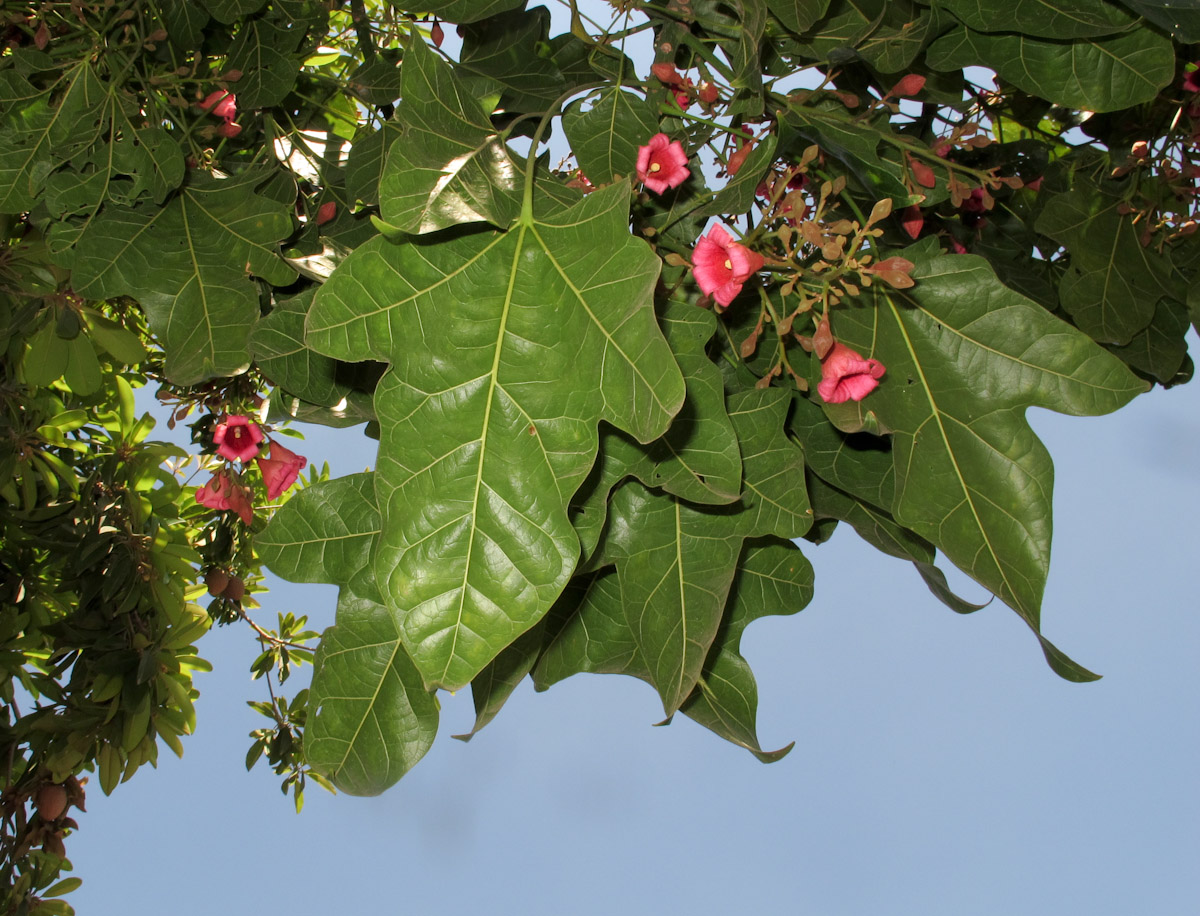 Изображение особи Brachychiton discolor.