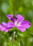 Geranium palustre. Цветок с кормящейся мухой-журчалкой. Ленинградская обл., Ломоносовский р-н, окр. дер. Низино. 23.06.2012.