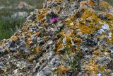 Dianthus andrzejowskianus