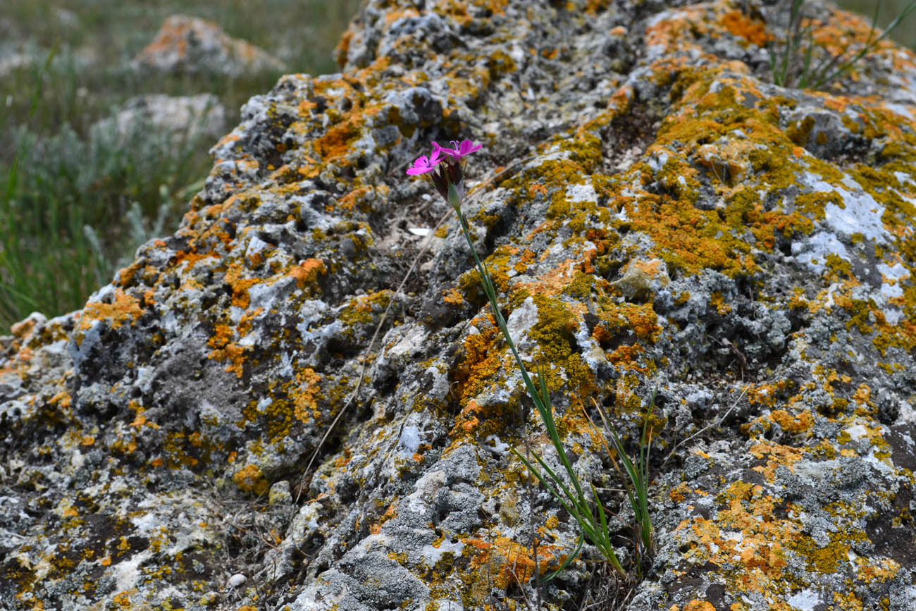 Изображение особи Dianthus andrzejowskianus.