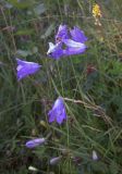 Campanula rotundifolia. Верхушки цветущих растений. Курская обл., г. Железногорск, пойма р. Погарщина. 11 июля 2007 г.