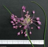 Image of specimen