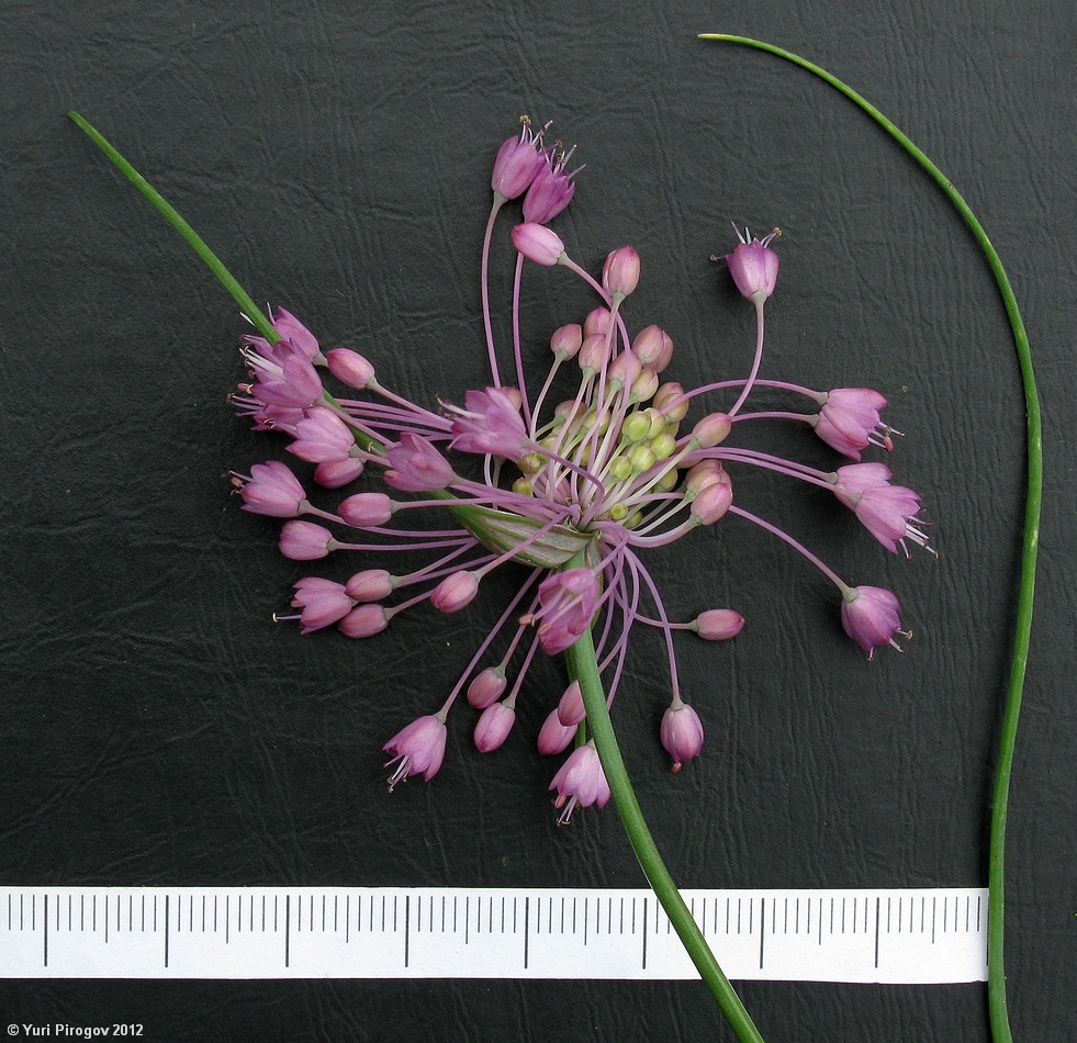 Image of Allium stamineum specimen.