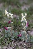 Corydalis ledebouriana. Цветущие растения. Южный Казахстан, гора 797.3 в 0.5 км западнее шоссе Корниловка-Пестели, западное подножье. 31.03.2012.