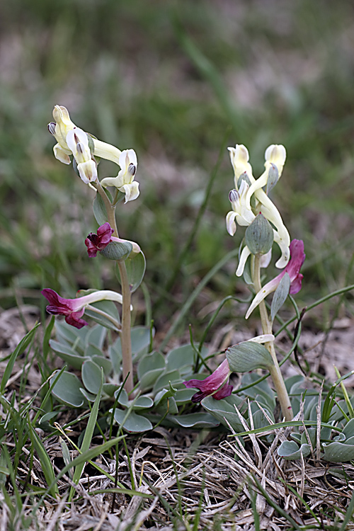 Image of Corydalis ledebouriana specimen.