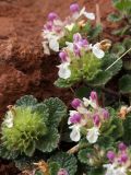 Teucrium pyrenaicum