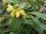 Hypericum calycinum. Верхушка побега с плодом. Южный берег Крыма, Никитский ботанический сад. 31 июля 2012 г.