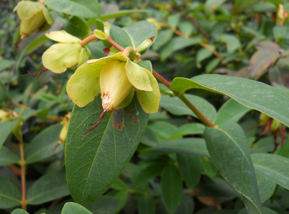 Image of Hypericum calycinum specimen.