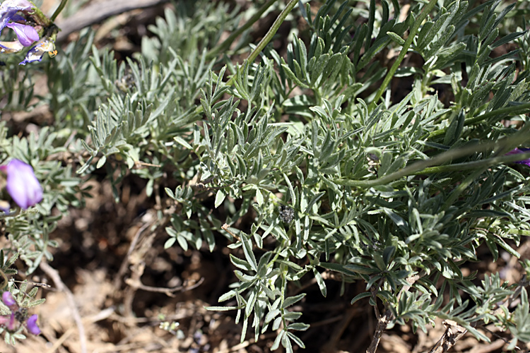 Image of Astragalus falcigerus specimen.