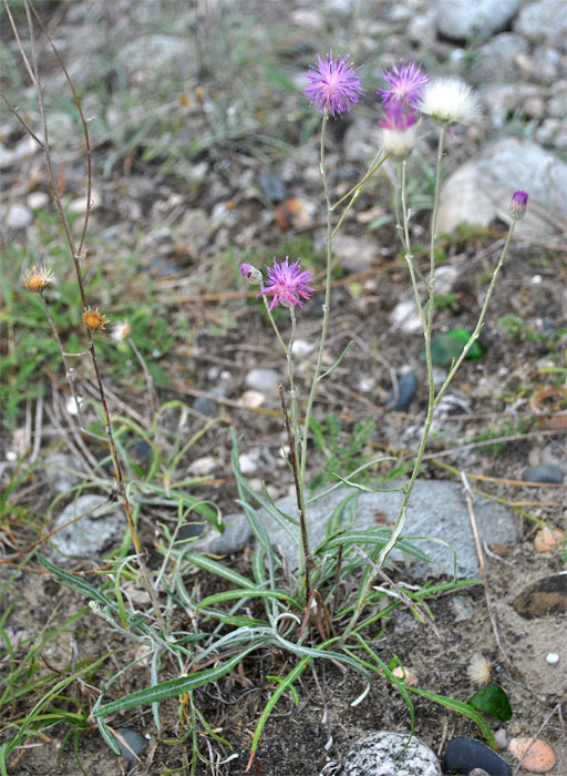 Image of Jurinea ciscaucasica specimen.