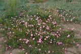 Convolvulus chinensis