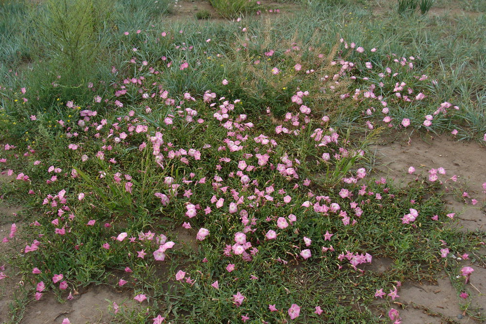 Изображение особи Convolvulus chinensis.