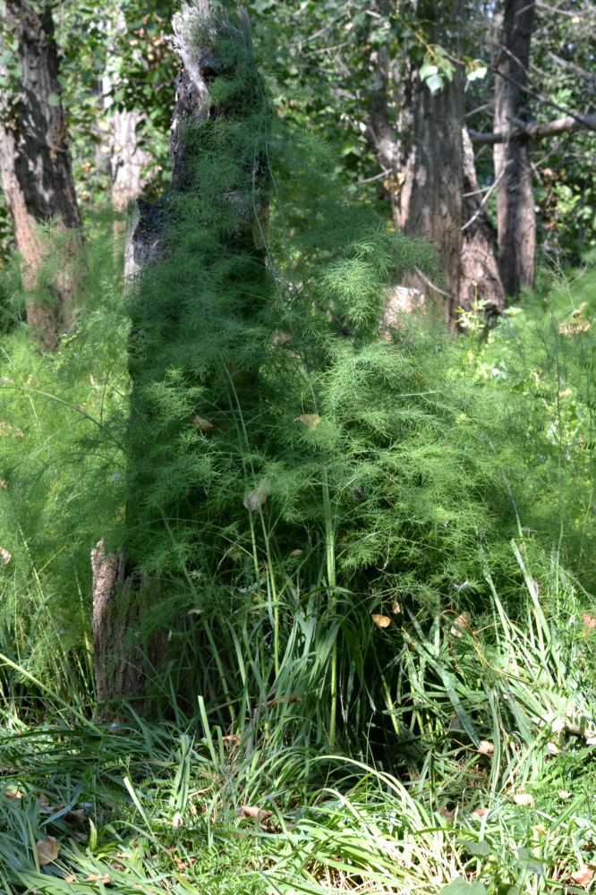 Image of Asparagus officinalis specimen.