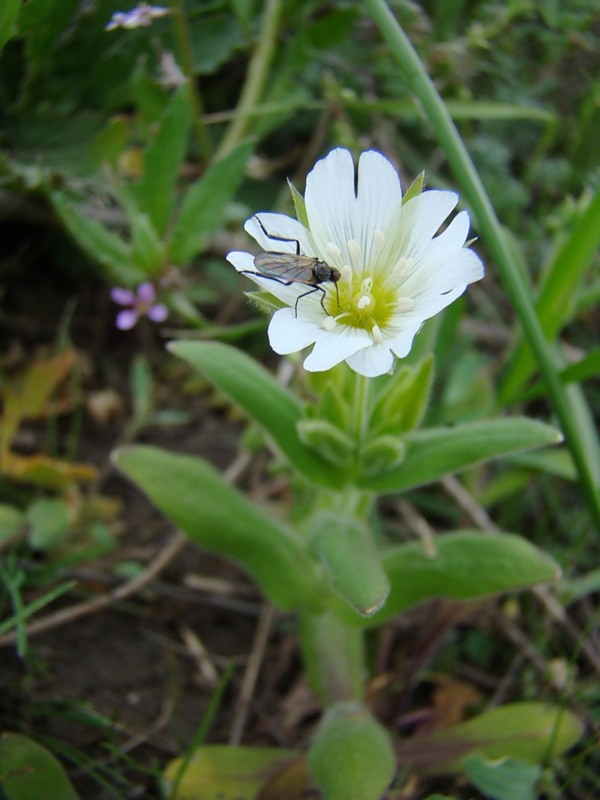 Image of Cerastium nemorale specimen.