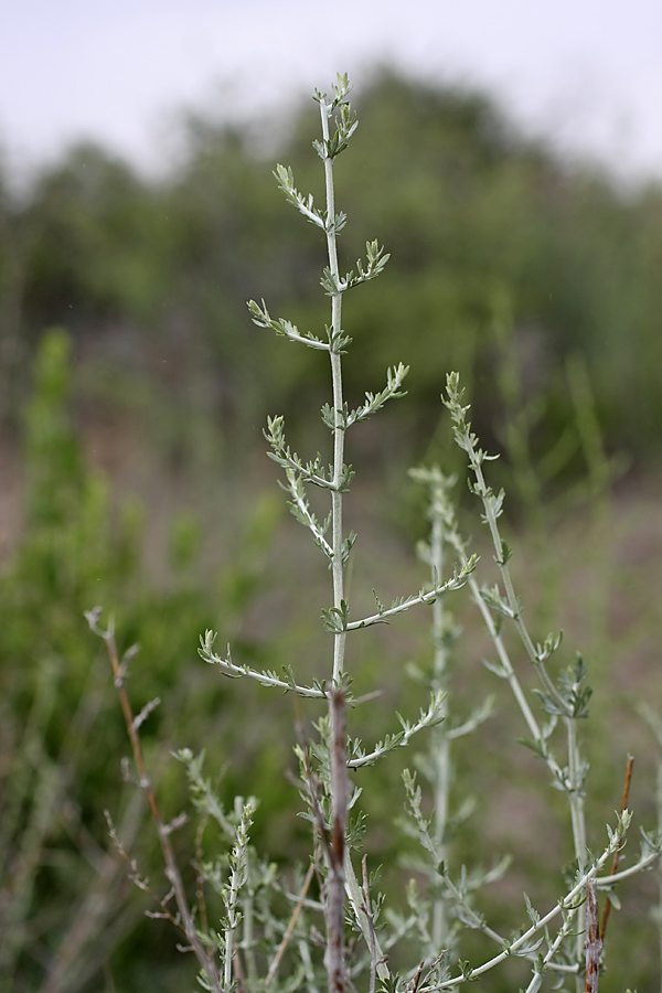 Image of genus Artemisia specimen.