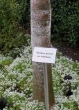 Tetradium daniellii. Нижняя часть ствола молодого дерева. Нидерланды, г. Venlo, \"Floriada 2012\". 11.09.2012.