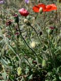 Papaver rhoeas. Побеги с бутонами и завязавшимися плодами. Испания, автономное сообщество Кастилия и Леон, провинция Бургос, комарка Альфос-де-Бургос, окр. г. Бургос, газон. 18.07.2012.